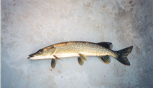 pike